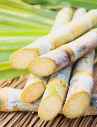 Cana-de-açúcar