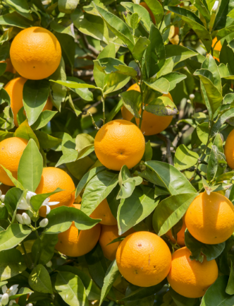 Laranja