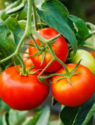Tomate